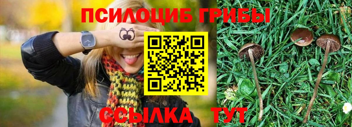 Псилоцибиновые грибы Psilocybine cubensis Новосибирск